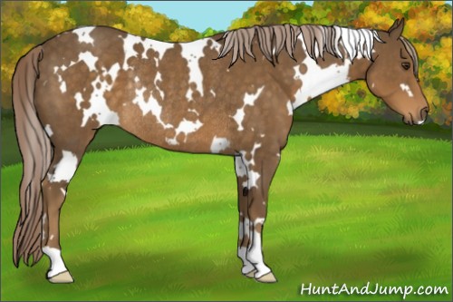 Horse Color:White Spotted Chocolate Palomino Rabicano
