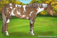 Horse Color:White Spotted Chocolate Palomino Rabicano
