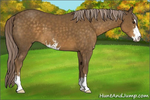 Horse Color:Chocolate Palomino Sabino 