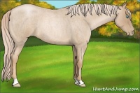 Horse Color:Chocolate Palomino Roan Pearl
