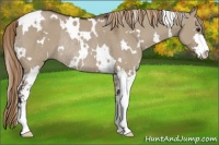 Horse Color:White Spotted Liver Red Dun Sabino Rabicano