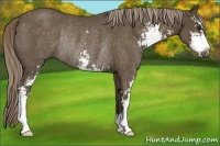 Horse Color:Chocolate Palomino Roan Sabino Rabicano 