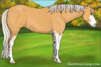 Horse Color:Silver Buckskin Sabino 