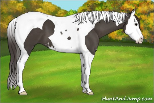Horse Color:Smoky Black Sabino Splash Tobiano 