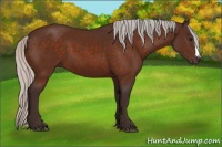 Horse Color:Silver Bay 