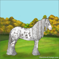 Horse Color:Liver Chestnut Mushroom Splash Tobiano Appaloosa  and Liver Chestnut Sabino Splash Appaloosa 