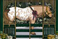 Horse Color:Red Roan Appaloosa 