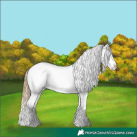 Horse Color:Red Dun Mushroom Tobiano Appaloosa  and Red Dun Appaloosa Rabicano 