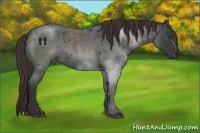 Horse Color:Liver Red Roan Rabicano 