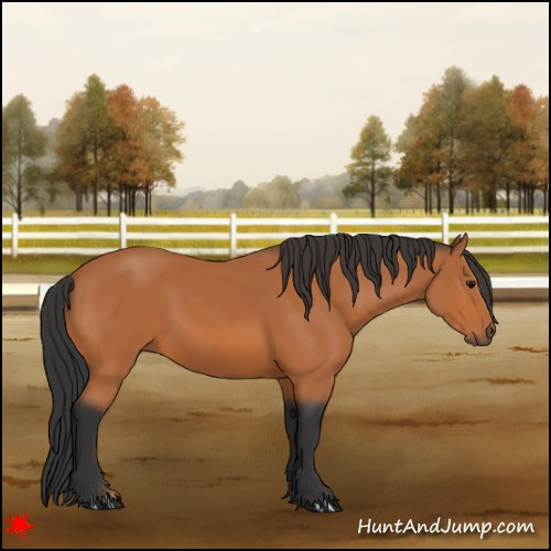 Horse Color:Bay 