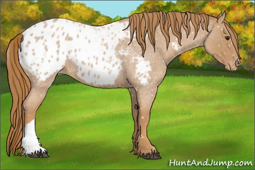 Horse Color:Red Roan Appaloosa 