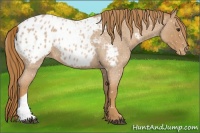 Horse Color:Red Roan Appaloosa 