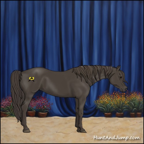 Horse Color:Smoky Black 