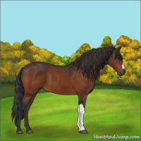Horse Color:Bay 