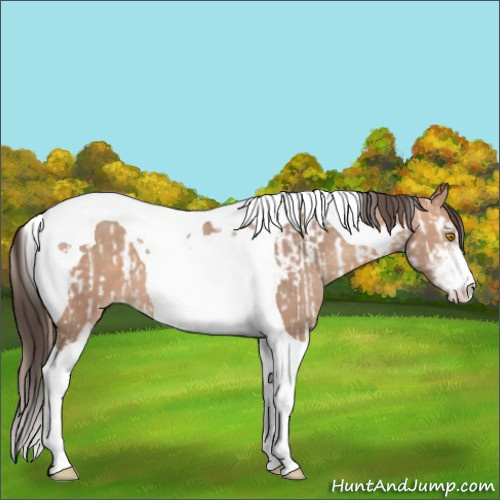 Horse Color:Amber Champagne Sabino Tobiano Appaloosa  and Amber Champagne Sabino Tobiano 