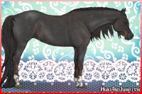 Horse Color:Liver Red Roan  and Blue Roan 