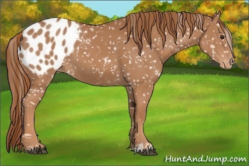Horse Color:Liver Chestnut Appaloosa 