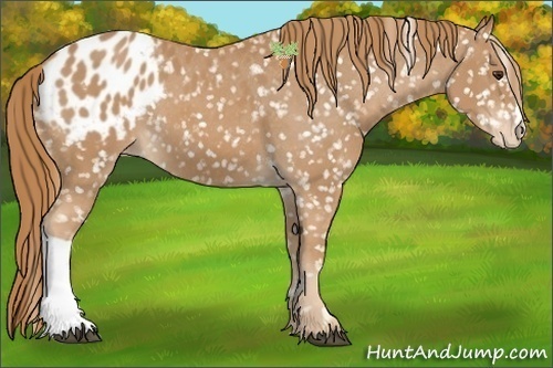 Horse Color:Chestnut Appaloosa 