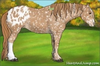Horse Color:Chestnut Appaloosa