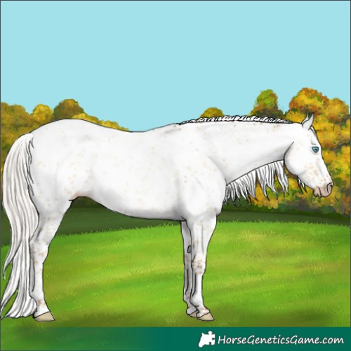 Horse Color:Gray Silver Classic Cream Champagne Pearl Dun Sabino Leopard 