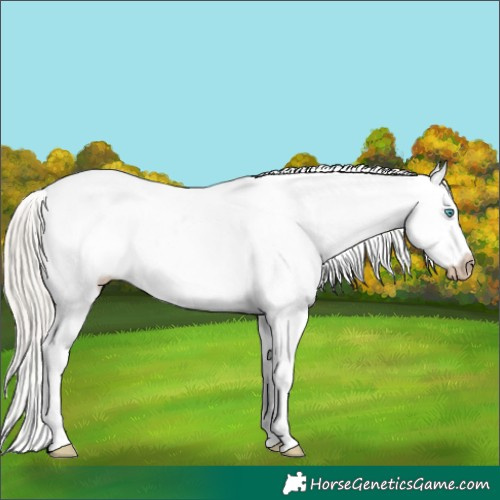 Horse Color:Gray Silver Classic Cream Champagne Pearl Dun Sabino Appaloosa 