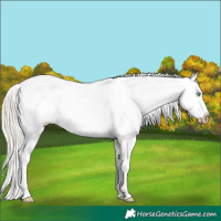 Horse Color:Gray Silver Classic Cream Champagne Pearl Dun Sabino Appaloosa