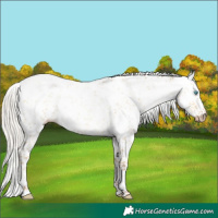 Horse Color:Gray Silver Classic Cream Champagne Pearl Dun Sabino Leopard