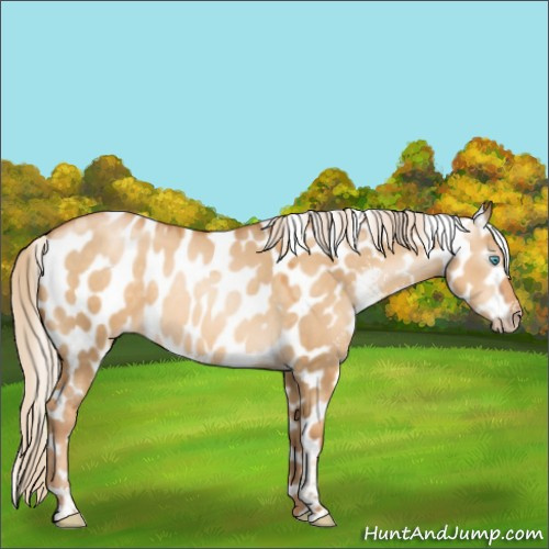 Horse Color:Gray Gold Cream Champagne Pearl Dun Sabino Appaloosa 
