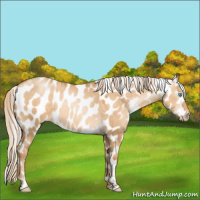 Horse Color:Gray Gold Cream Champagne Pearl Dun Sabino Leopard 