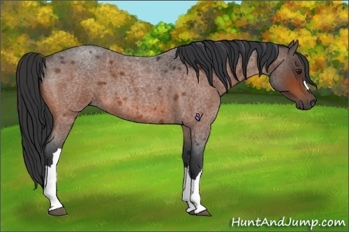 Horse Color:Brown Roan 
