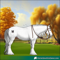 Horse Color:Gray White Spotted Brown Tobiano 