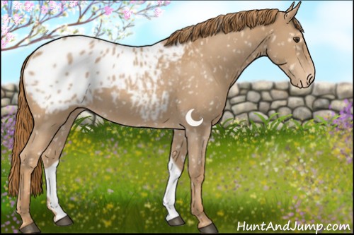 Horse Color:Red Roan Appaloosa 