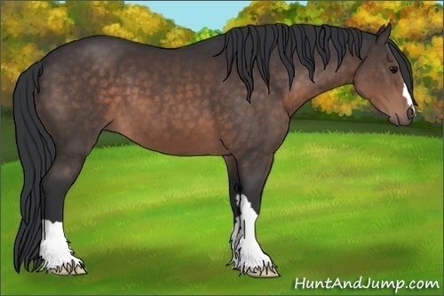 Horse Color:Brown 