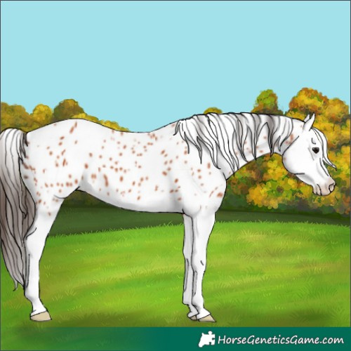 Horse Color:Bay Sabino Splash Leopard