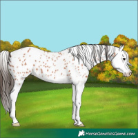 Horse Color:Bay Sabino Splash Leopard 