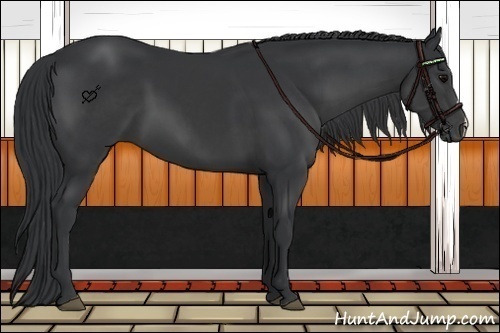 Horse Color:Black 