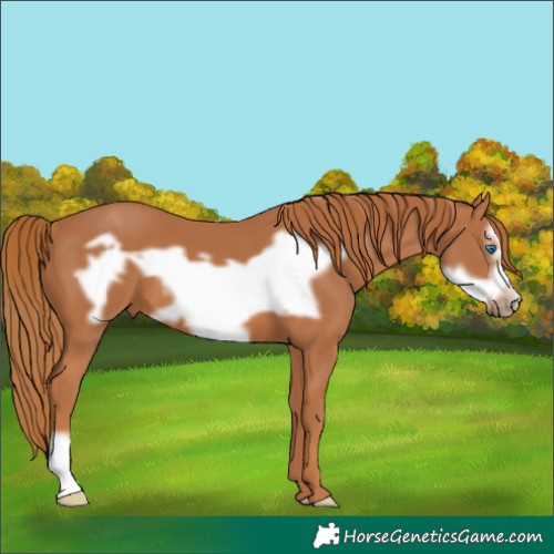 Horse Color:Chestnut Frame