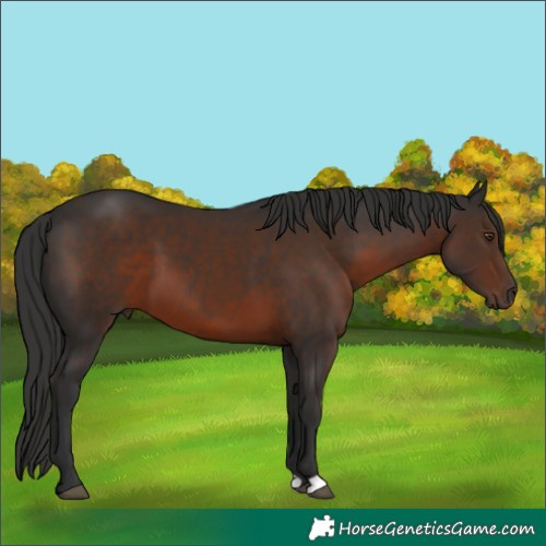 Horse Color:Liver Chestnut 