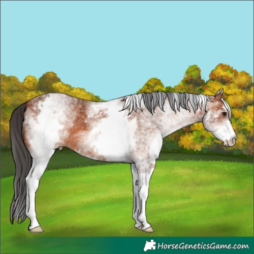 Horse Color:White Spotted Bay 