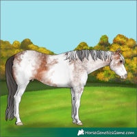 Horse Color:White Spotted Bay 