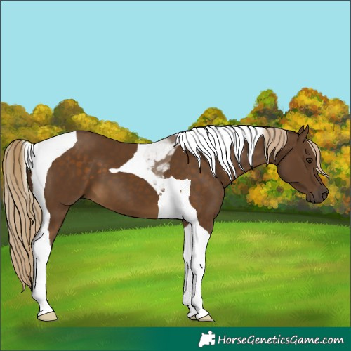Horse Color:Chocolate Palomino Tobiano 
