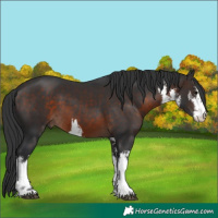 Horse Color:White Spotted Brown 