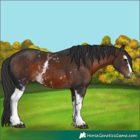 Horse Color:White Spotted Brown 