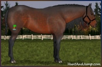 Horse Color:Brown 