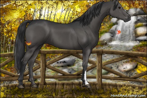 Horse Color:Black 