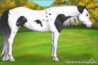 Horse Color:Brown Splash Tobiano Appaloosa 