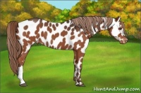 Horse Color:Liver Red Roan Near Leopard 