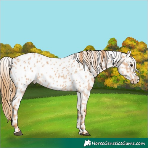 Horse Color:Red Roan Appaloosa 