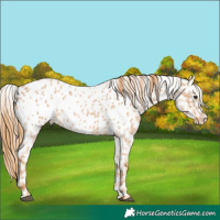 Horse Color:Red Roan Near Leopard 