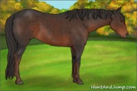 Horse Color:Liver Chestnut 